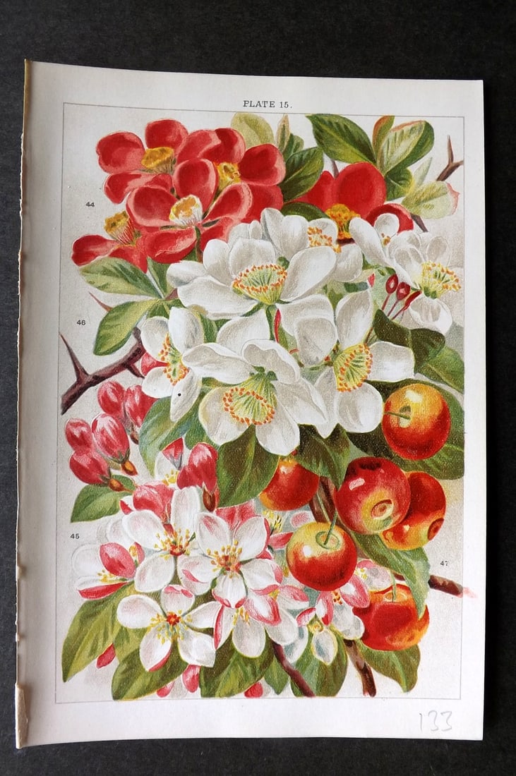 Weathers, John 1903 Botanical Print. Pyrus Japonica, Floribundi, Prunifolia 15 (1 of 1)