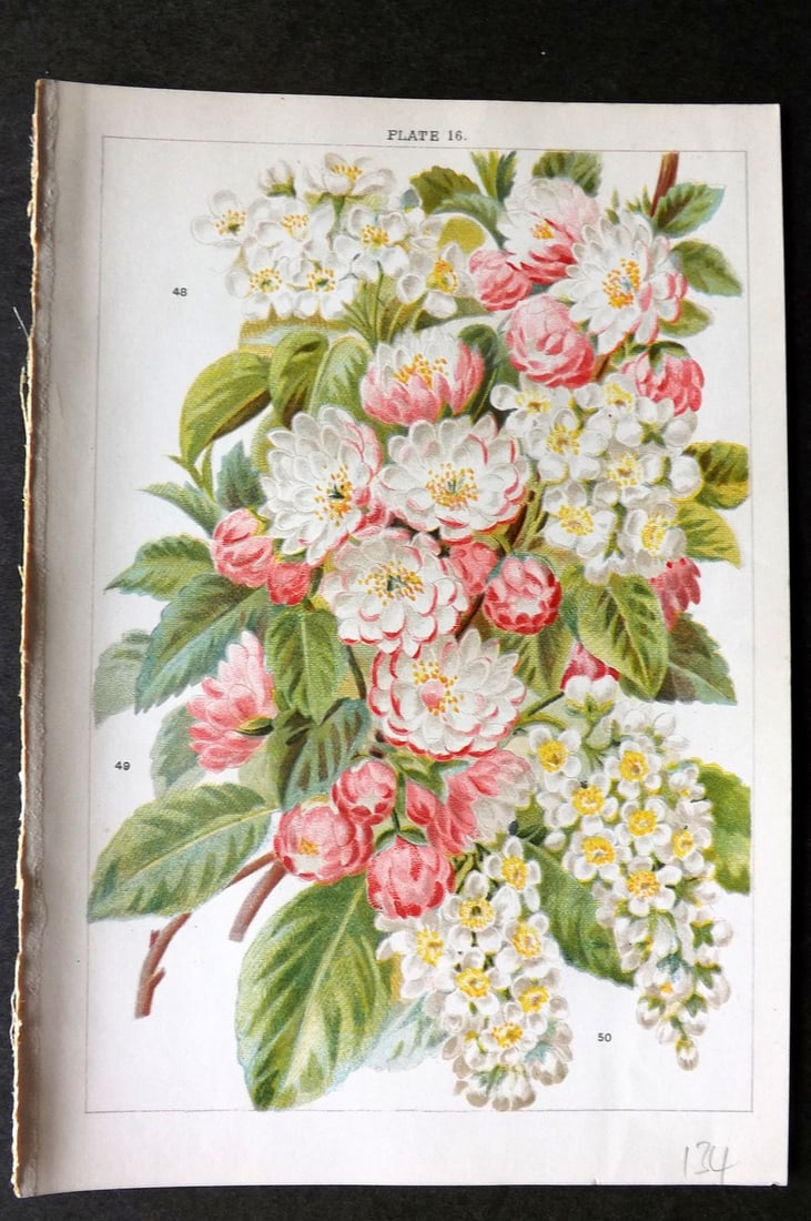 Weathers, John 1903 Botanical Print. Cerasus Mahaleb, Japonica, Padus 16 (1 of 1)