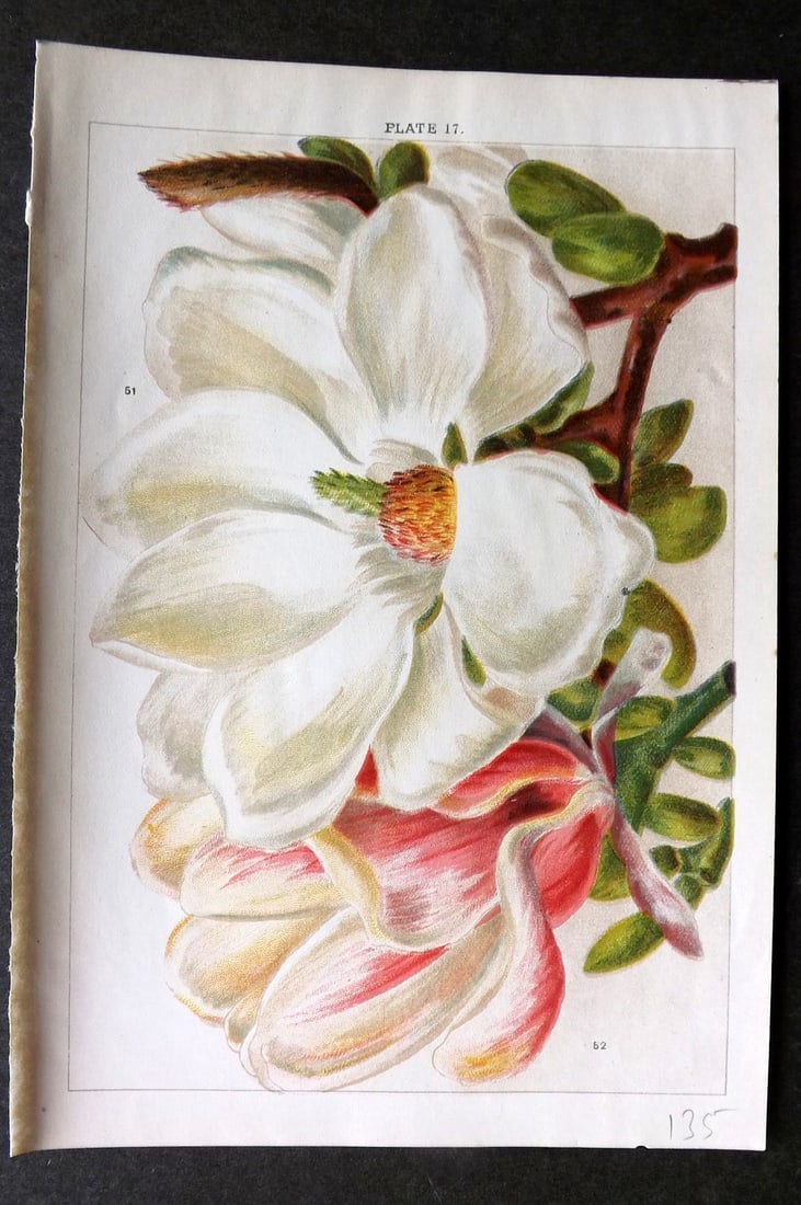 Weathers, John 1903 Botanical Print. Magnolia Conspicua 17 (1 of 1)