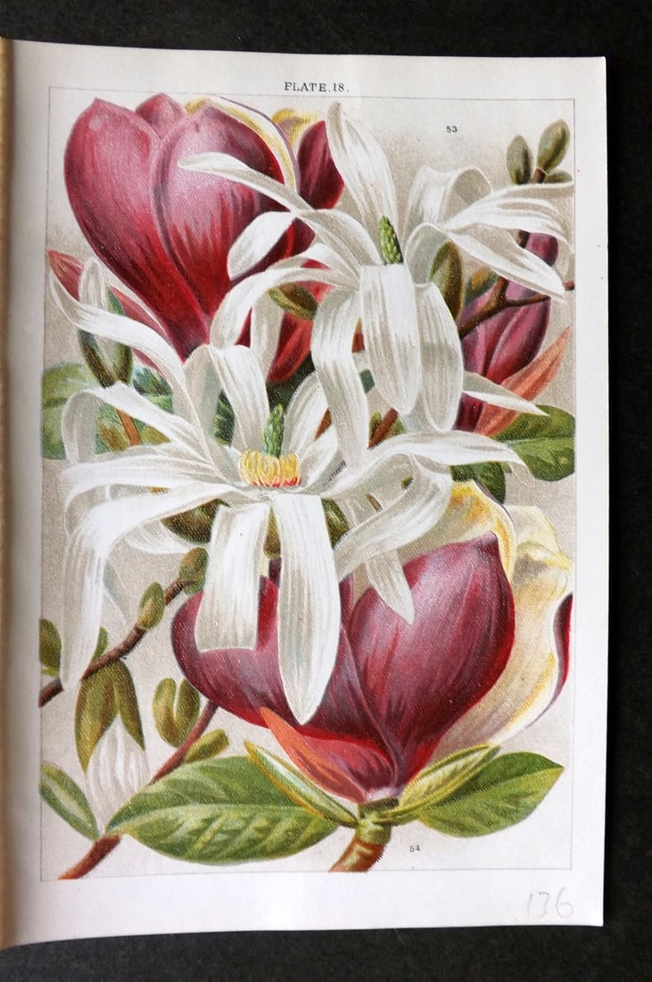 Weathers, John 1903 Botanical Print. Magnolia Stellata & Conspicua 18 (1 of 1)