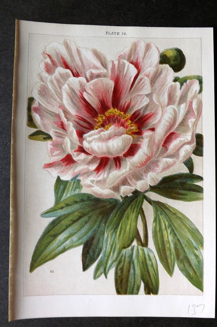 Weathers, John 1903 Botanical Print. Paeonia Moutan 19 Peony (1 of 1)
