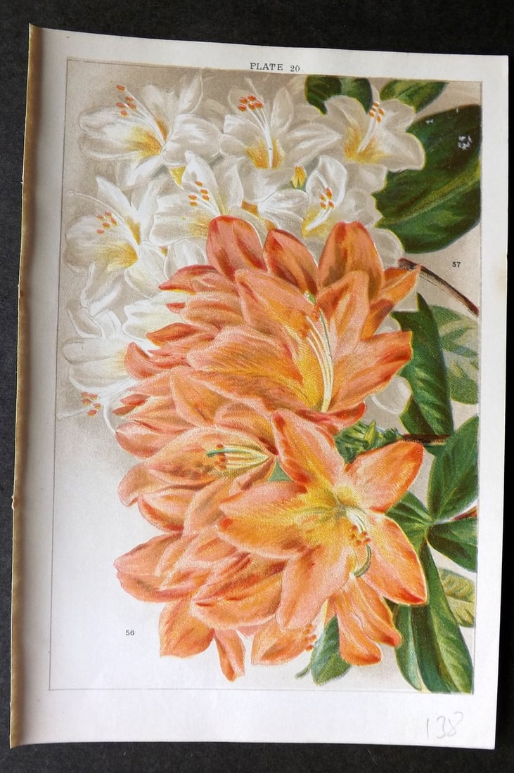 Weathers, John 1903 Botanical Print. Azalea Mollis 20 (1 of 1)