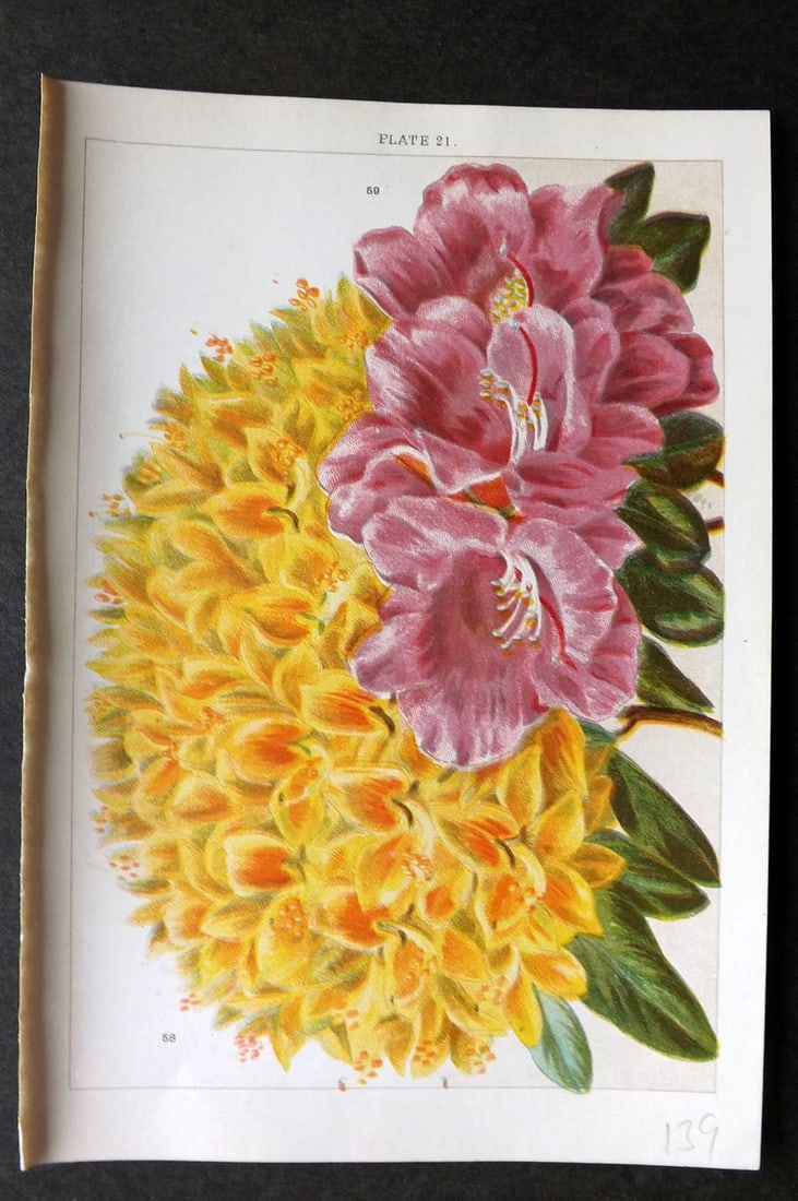 Weathers, John 1903 Botanical Print. Azalea Pontica, Rhododendron Praecox 21 (1 of 1)