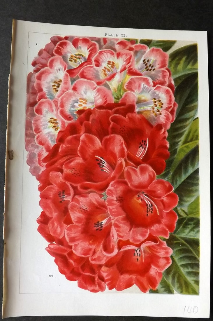 Weathers, John 1903 Botanical Print. Rhododendrom Shilsoni & Arboreum 22 (1 of 1)