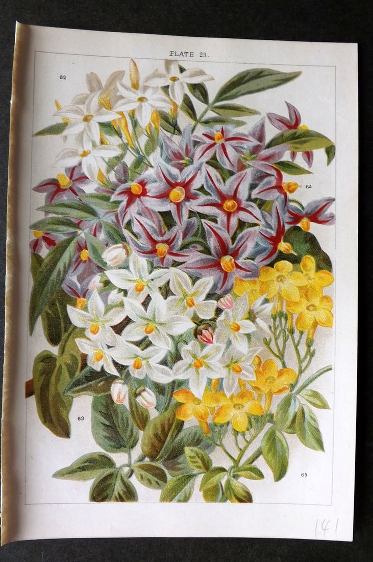 Weathers, John 1903 Botanical Print. Jasminum, Solanum. Jasmin 23 (1 of 1)