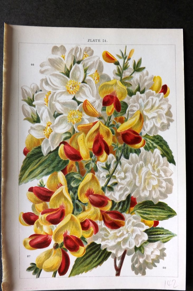 Weathers, John 1903 Botanical Print. Philadelphus, Cytisus 24 (1 of 1)