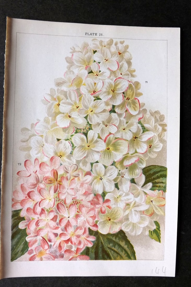 Weathers, John 1903 Botanical Print. Hydrangea 26 (1 of 1)