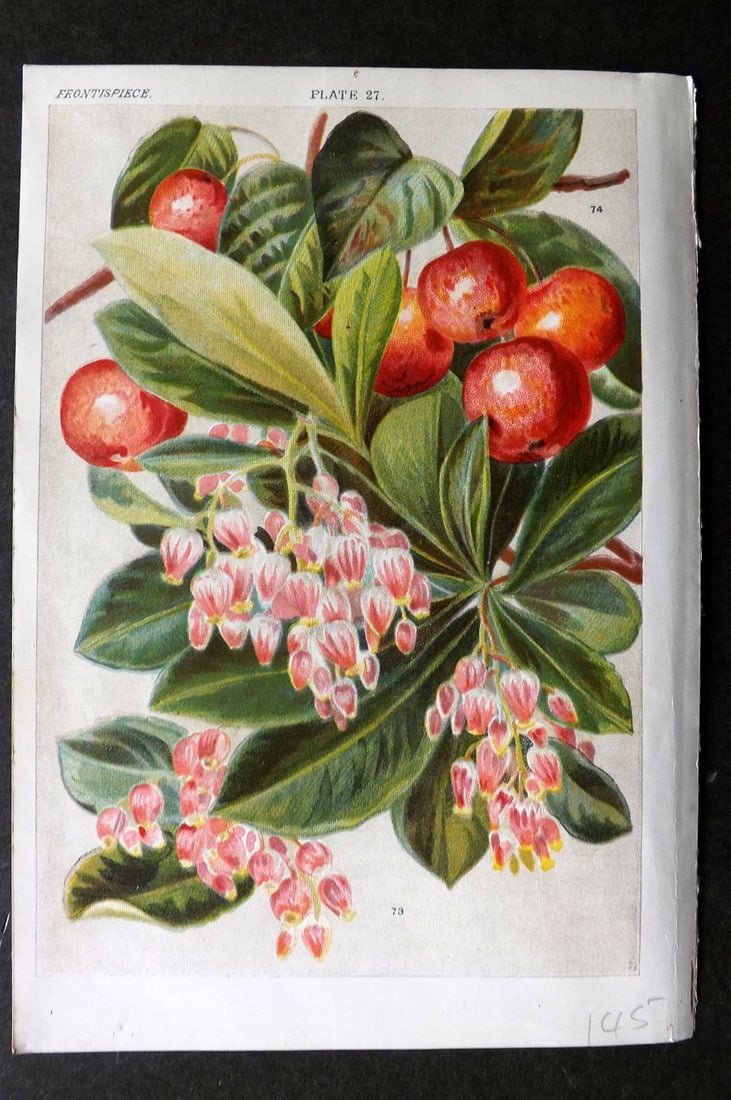 Weathers, John 1903 Botanical Print. Arbatus Unedo & Pyrus Baccata 27 (1 of 1)