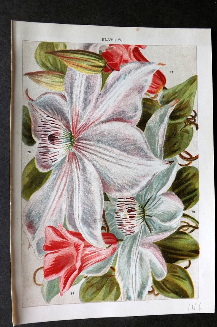 Weathers, John 1903 Botanical Print. Clematis 28 (1 of 1)