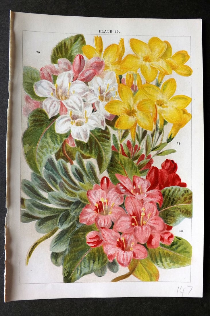 Weathers, John 1903 Botanical Print. Linum, Diervilla Florida 29: Chromolithograph Published 1903, London for "Beautiful Flowering Trees and Shrubs for British and Irish Gardens" by John Weathers. Illustrated by John Allen. Paper Size: 8 x 5.5 inch (20 x 14cm) Good 