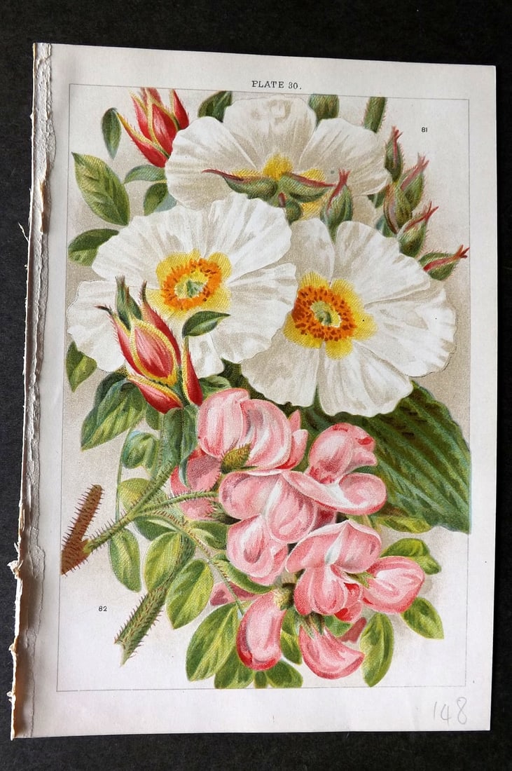 Weathers, John 1903 Botanical Print. Cistus, Robinia 30 (1 of 1)