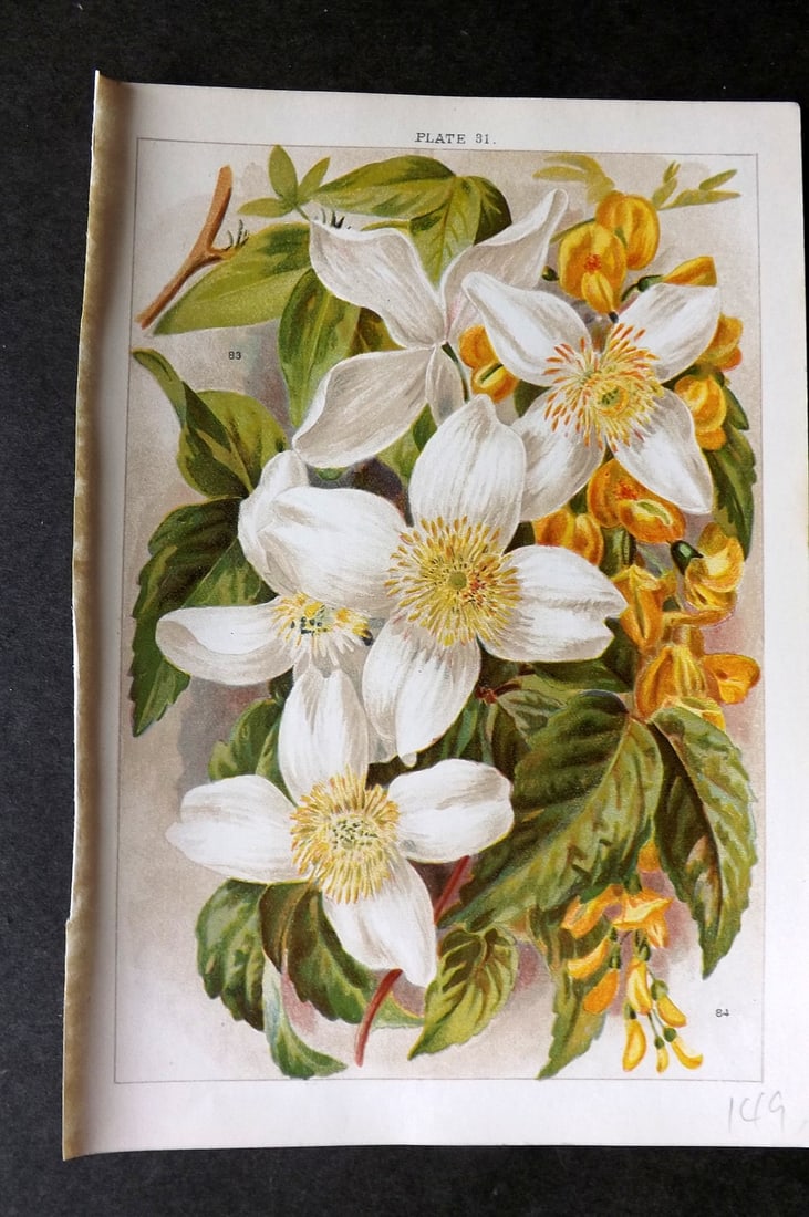Weathers, John 1903 Botanical Print. Clematis, Laburnum 31 (1 of 1)