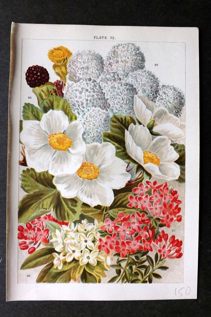 Weathers, John 1903 Botanical Print. Ceanothus, Rubus, Daphne 32: Chromolithograph Published 1903, London for "Beautiful Flowering Trees and Shrubs for British and Irish Gardens" by John Weathers. Illustrated by John Allen. Paper Size: 8 x 5.5 inch (20 x 14cm) Good 