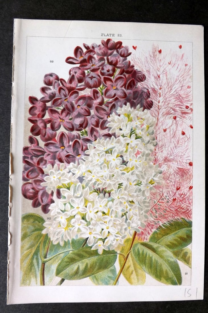 Weathers, John 1903 Botanical Print. Syringa, Rhus 33: Chromolithograph Published 1903, London for "Beautiful Flowering Trees and Shrubs for British and Irish Gardens" by John Weathers. Illustrated by John Allen. Paper Size: 8 x 5.5 inch (20 x 14cm) Good 
