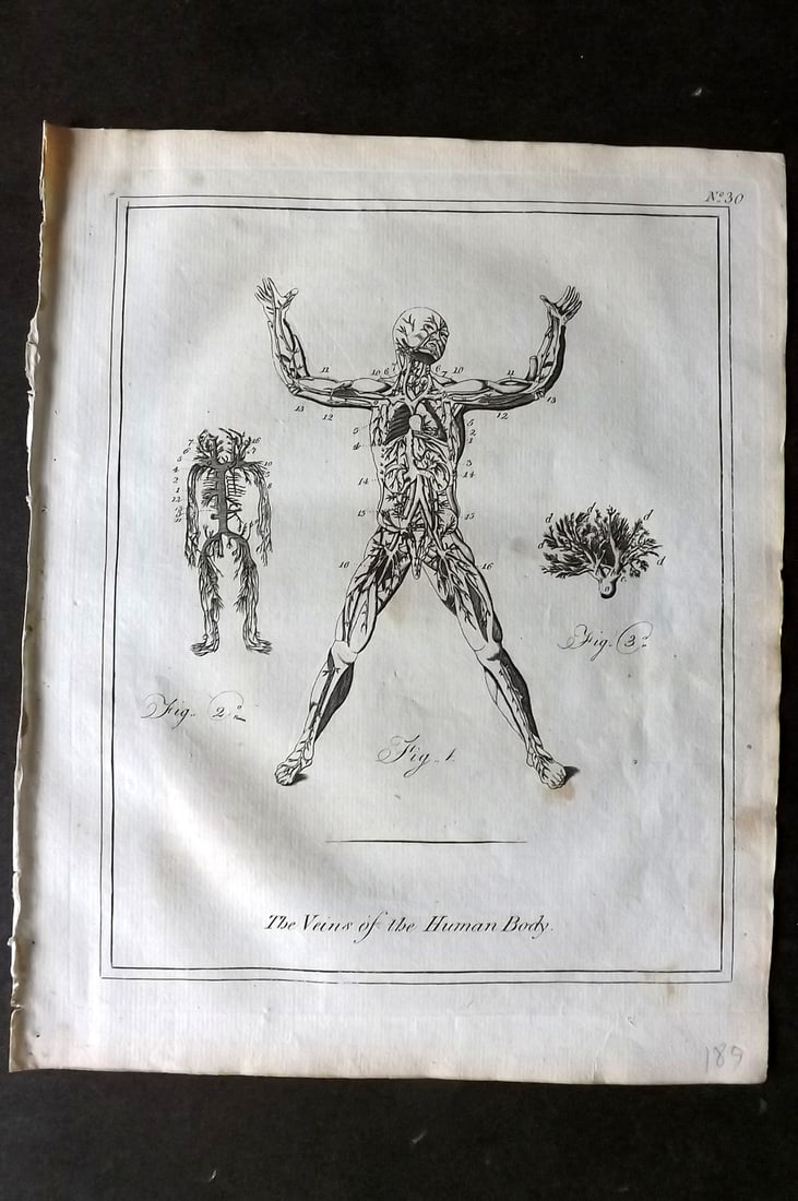 Culpeper, Nicholas C1790 Anatomy Print. Veins of the Human Body: Copper Plate Published C1790, London for "Culpeper's English Physician" by Nicholas Culpeper. Paper Size: 10 x 8 inch (26 x 20cm) Very minor toning. Good Condition