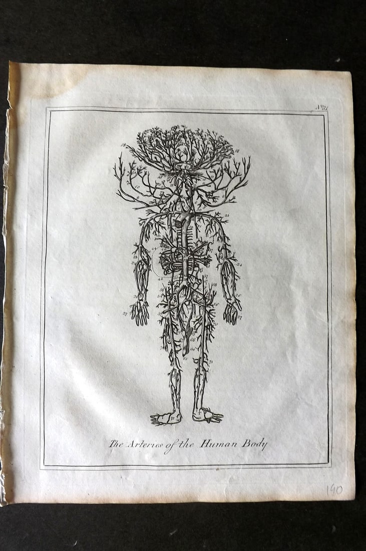 Culpeper, Nicholas C1790 Anatomy Print. Arteries of the Human Body (1 of 1)