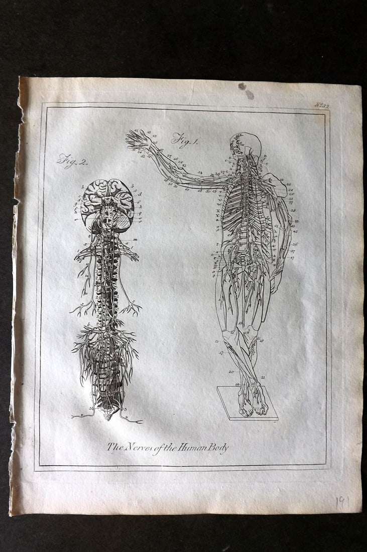 Culpeper, Nicholas C1790 Anatomy Print. Nerves of the Human Body: Copper Plate Published C1790, London for "Culpeper's English Physician" by Nicholas Culpeper. Paper Size: 10 x 8 inch (26 x 20cm) Good Condition