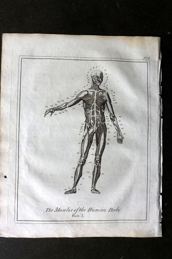 Culpeper, Nicholas C1790 Anatomy Print. Muscles of the Human Body 01: Copper Plate Published C1790, London for "Culpeper's English Physician" by Nicholas Culpeper. Paper Size: 10 x 8 inch (26 x 20cm) Good Condition