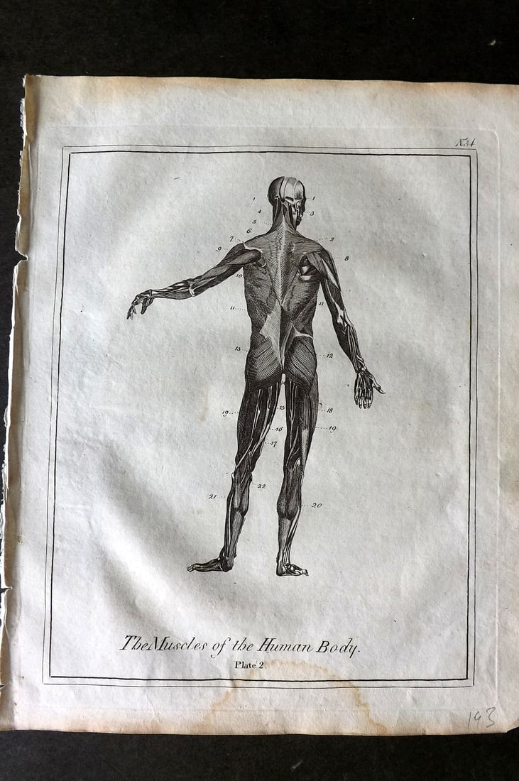 Culpeper, Nicholas C1790 Anatomy Print. Muscles of the Human Body 02: Copper Plate Published C1790, London for "Culpeper's English Physician" by Nicholas Culpeper. Paper Size: 10 x 8 inch (26 x 20cm) Water stain in bottom margin, otherwise Good Condition