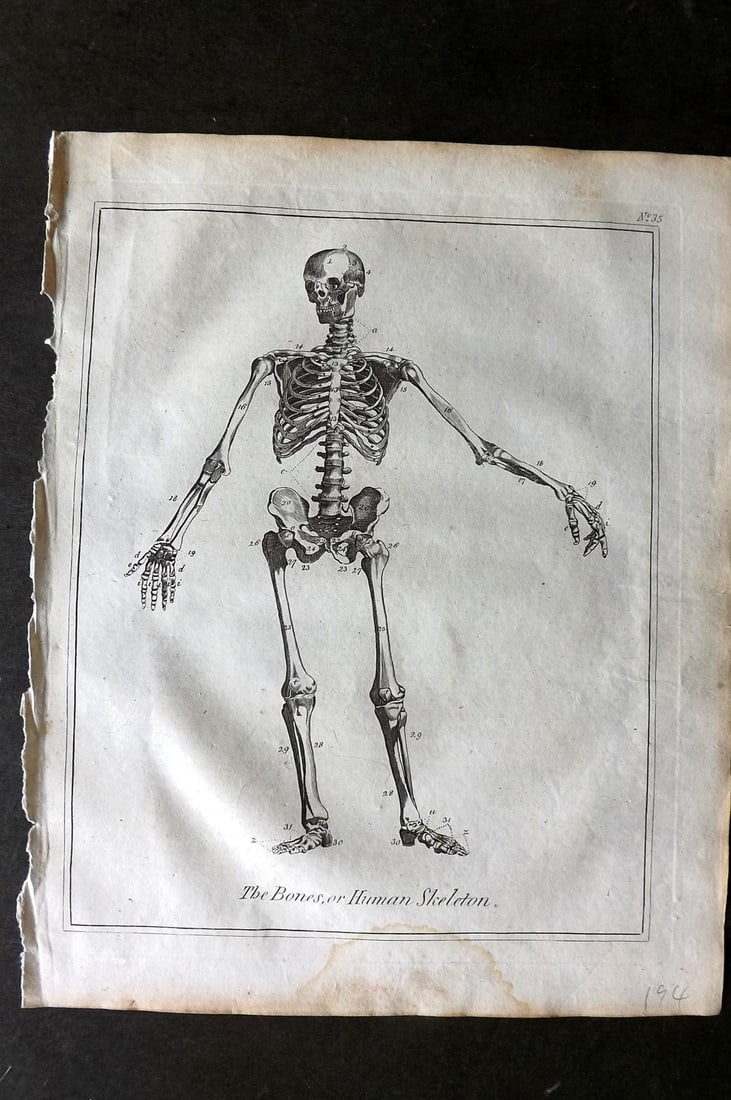 Culpeper, Nicholas C1790 Anatomy Print. The Bones, or Human Skeleton: Copper Plate Published C1790, London for "Culpeper's English Physician" by Nicholas Culpeper. Paper Size: 10 x 8 inch (26 x 20cm) Water stain in bottom margin, otherwise Good Condition