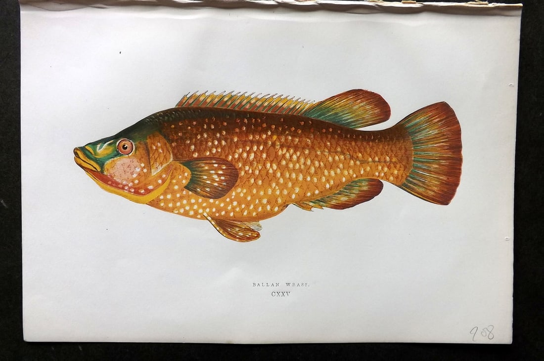 Couch, Jonathan 1878 Antique Fish Print. Ballan Wrass 125: Colour Printed Woodblock Published 1877-78, London for "A History of the Fishes of the British Islands" by Jonathan Couch. Paper Size: 10 x 6.5 inch (25 x 17cm) Good Condition