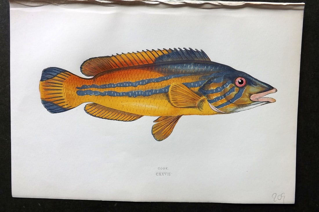 Couch, Jonathan 1878 Antique Fish Print. Cook 127: Colour Printed Woodblock Published 1877-78, London for "A History of the Fishes of the British Islands" by Jonathan Couch. Paper Size: 10 x 6.5 inch (25 x 17cm) Good Condition