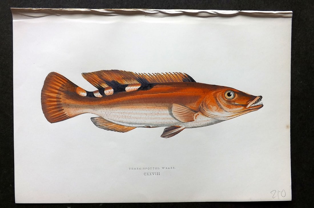 Couch, Jonathan 1878 Antique Fish Print. Three-Spotted Wrass 128: Colour Printed Woodblock Published 1877-78, London for "A History of the Fishes of the British Islands" by Jonathan Couch. Paper Size: 10 x 6.5 inch (25 x 17cm) Good Condition