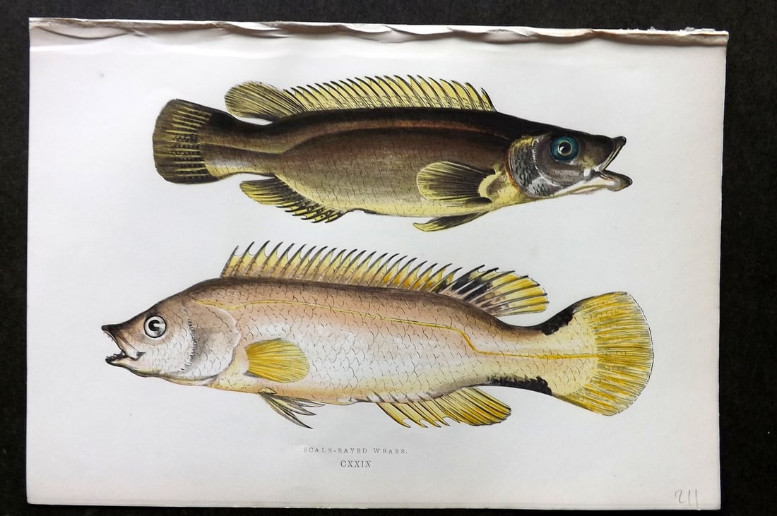 Couch, Jonathan 1878 Antique Fish Print. Scale-Rayed Wrass 129: Colour Printed Woodblock Published 1877-78, London for "A History of the Fishes of the British Islands" by Jonathan Couch. Paper Size: 10 x 6.5 inch (25 x 17cm) Good Condition