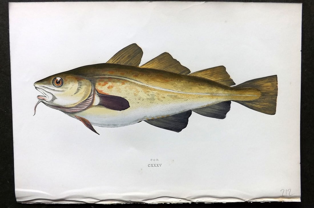 Couch, Jonathan 1878 Antique Fish Print. Cod 135: Colour Printed Woodblock Published 1877-78, London for "A History of the Fishes of the British Islands" by Jonathan Couch. Paper Size: 10 x 6.5 inch (25 x 17cm) Good Condition