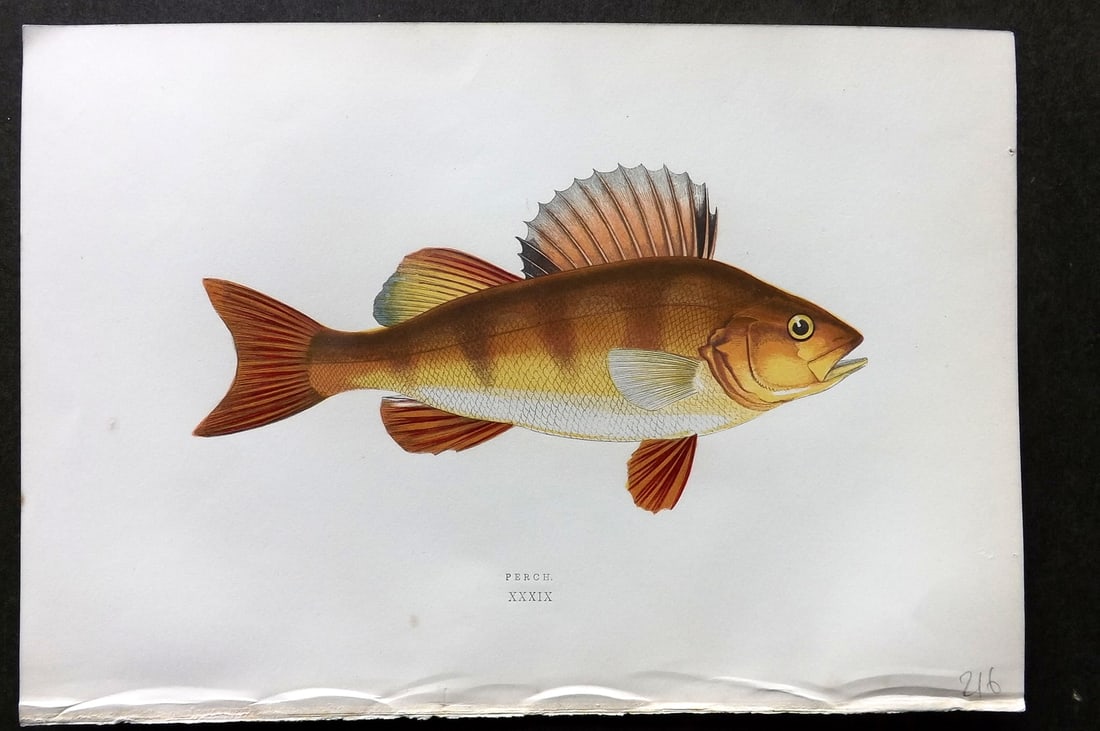 Couch, Jonathan 1878 Antique Fish Print. Perch 39: Colour Printed Woodblock Published 1877-78, London for "A History of the Fishes of the British Islands" by Jonathan Couch. Paper Size: 10 x 6.5 inch (25 x 17cm) Good Condition