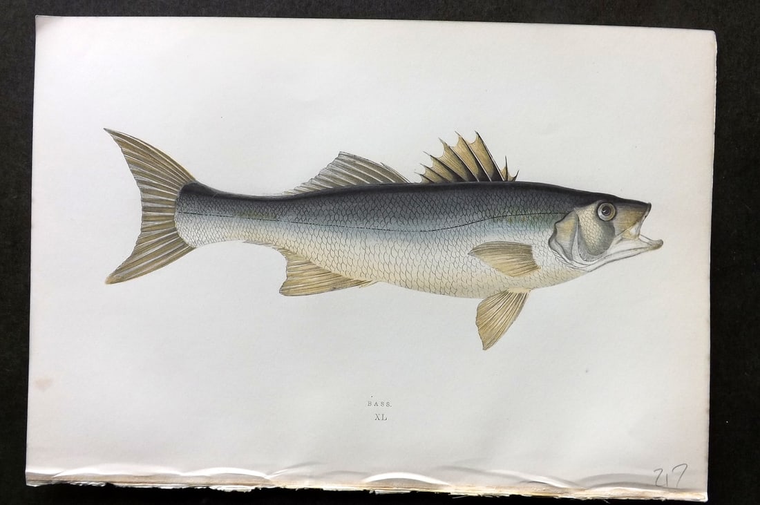 Couch, Jonathan 1878 Antique Fish Print. Bass 40: Colour Printed Woodblock Published 1877-78, London for "A History of the Fishes of the British Islands" by Jonathan Couch. Paper Size: 10 x 6.5 inch (25 x 17cm) Good Condition