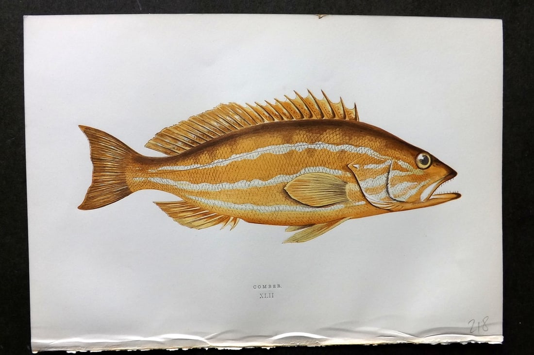 Couch, Jonathan 1878 Antique Fish Print. Comber 42: Colour Printed Woodblock Published 1877-78, London for "A History of the Fishes of the British Islands" by Jonathan Couch. Paper Size: 10 x 6.5 inch (25 x 17cm) Good Condition