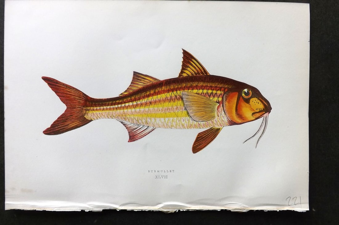Couch, Jonathan 1878 Antique Fish Print. Surmullet 47: Colour Printed Woodblock Published 1877-78, London for "A History of the Fishes of the British Islands" by Jonathan Couch. Paper Size: 10 x 6.5 inch (25 x 17cm) Good Condition