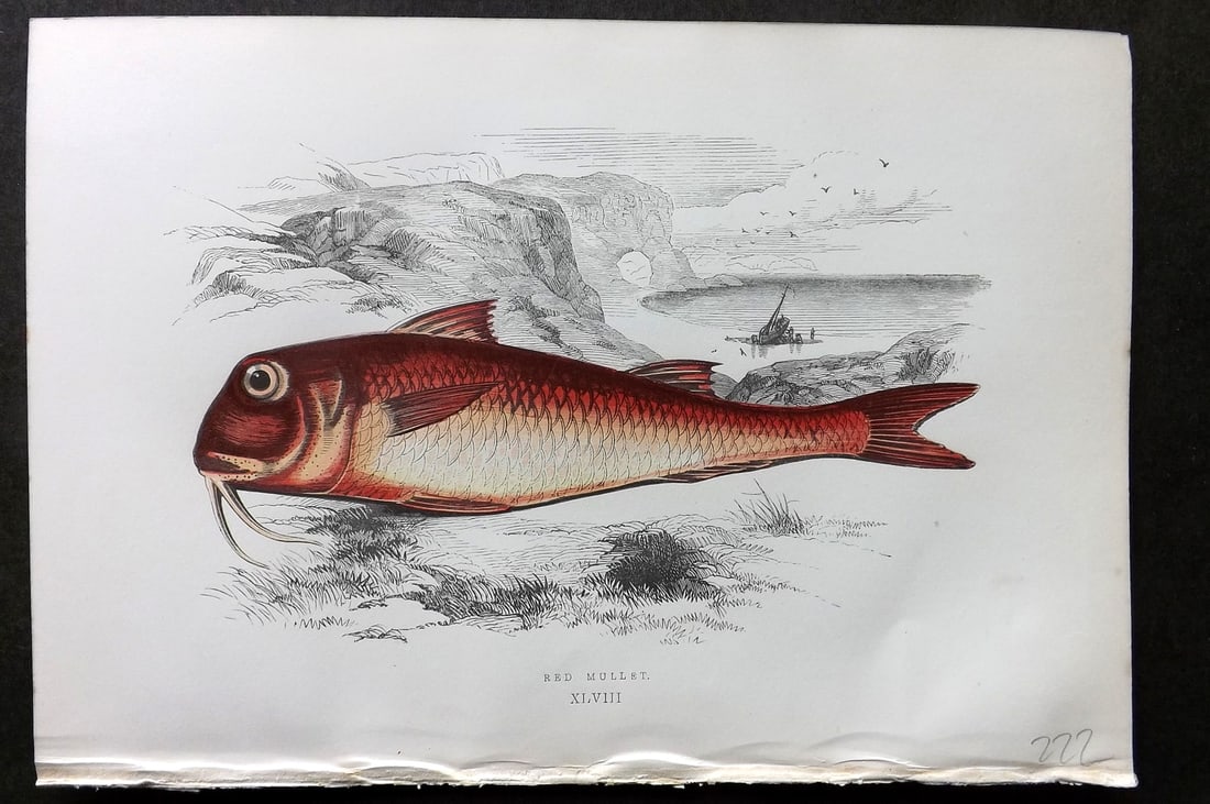 Couch, Jonathan 1878 Antique Fish Print. Red Mullet 48: Colour Printed Woodblock Published 1877-78, London for "A History of the Fishes of the British Islands" by Jonathan Couch. Paper Size: 10 x 6.5 inch (25 x 17cm) Good Condition
