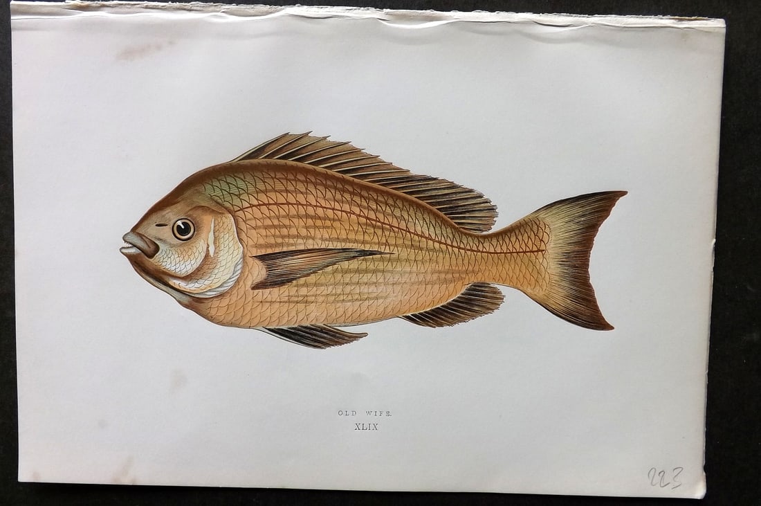 Couch, Jonathan 1878 Antique Fish Print. Old Wife 49: Colour Printed Woodblock Published 1877-78, London for "A History of the Fishes of the British Islands" by Jonathan Couch. Paper Size: 10 x 6.5 inch (25 x 17cm) Very minor background toning. Good