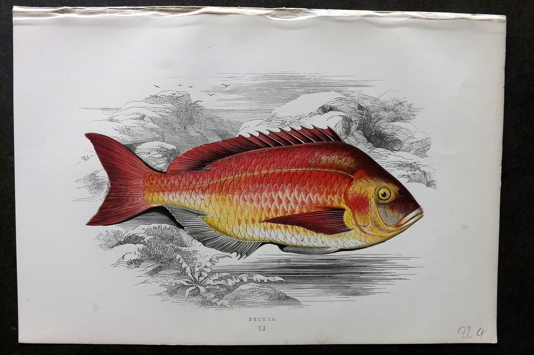 Couch, Jonathan 1878 Antique Fish Print. Becker 51: Colour Printed Woodblock Published 1877-78, London for "A History of the Fishes of the British Islands" by Jonathan Couch. Paper Size: 10 x 6.5 inch (25 x 17cm) Good Condition