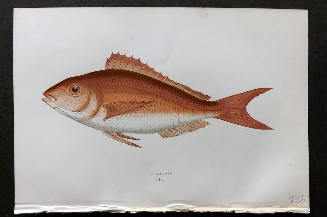 Couch, Jonathan 1878 Antique Fish Print. Brythrinus 53: Colour Printed Woodblock Published 1877-78, London for "A History of the Fishes of the British Islands" by Jonathan Couch. Paper Size: 10 x 6.5 inch (25 x 17cm) Good Condition
