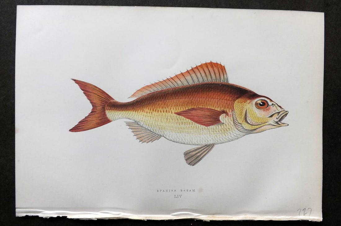 Couch, Jonathan 1878 Antique Fish Print. Spanish Bream 54: Colour Printed Woodblock Published 1877-78, London for "A History of the Fishes of the British Islands" by Jonathan Couch. Paper Size: 10 x 6.5 inch (25 x 17cm) Good Condition