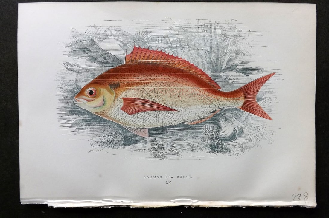 Couch, Jonathan 1878 Antique Fish Print. Common Sea Bream 55: Colour Printed Woodblock Published 1877-78, London for "A History of the Fishes of the British Islands" by Jonathan Couch. Paper Size: 10 x 6.5 inch (25 x 17cm) Good Condition
