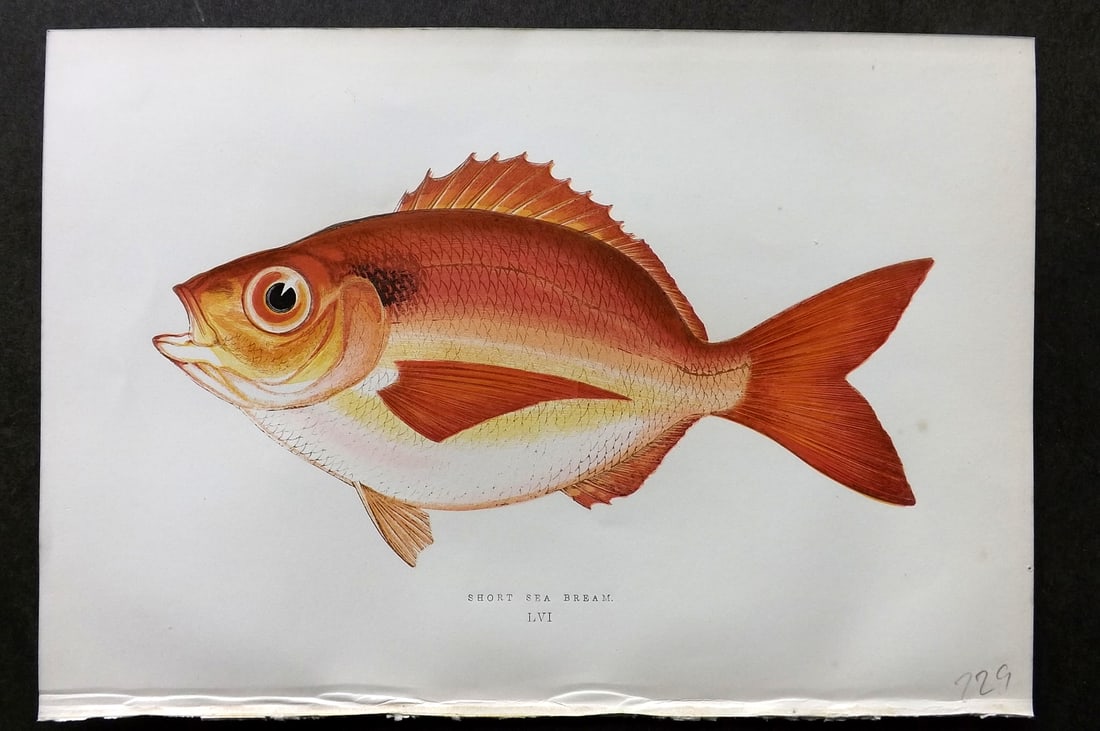 Couch, Jonathan 1878 Antique Fish Print. Short Sea Brem 56: Colour Printed Woodblock Published 1877-78, London for "A History of the Fishes of the British Islands" by Jonathan Couch. Paper Size: 10 x 6.5 inch (25 x 17cm) Good Condition