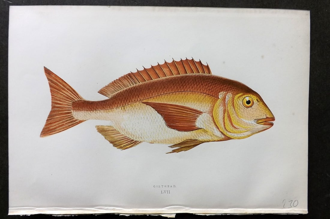 Couch, Jonathan 1878 Antique Fish Print. Gilthead 57: Colour Printed Woodblock Published 1877-78, London for "A History of the Fishes of the British Islands" by Jonathan Couch. Paper Size: 10 x 6.5 inch (25 x 17cm) Good Condition