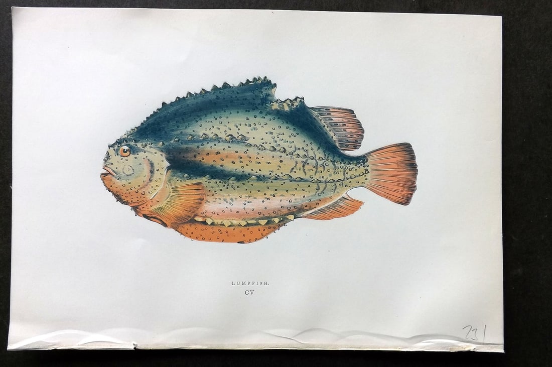 Couch, Jonathan 1878 Antique Fish Print. Lumpfish 105: Colour Printed Woodblock Published 1877-78, London for "A History of the Fishes of the British Islands" by Jonathan Couch. Paper Size: 10 x 6.5 inch (25 x 17cm) Good Condition