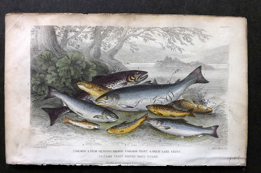Goldsmith, Oliver C1860 Hand Col Print. Salmon, Trout, Parr 65: Hand Colored Steel Engraving Published C1860 by Blackie & Son, London for "A History of the Earth and Animated Nature" by Oliver Goldsmith. Paper Size: 9.5 x 6 inch (24 x 16cm) Some toning present,