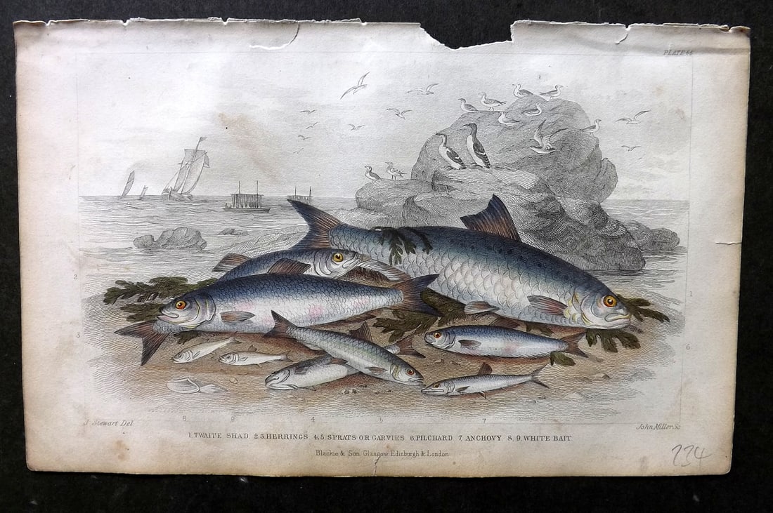 Goldsmith, Oliver C1860 Hand Col Print. Twaite Shad, Herrings, Sprats, Anchovy 66: Hand Colored Steel Engraving Published C1860 by Blackie & Son, London for "A History of the Earth and Animated Nature" by Oliver Goldsmith. Paper Size: 9.5 x 6 inch (24 x 16cm) Minor chipping to top