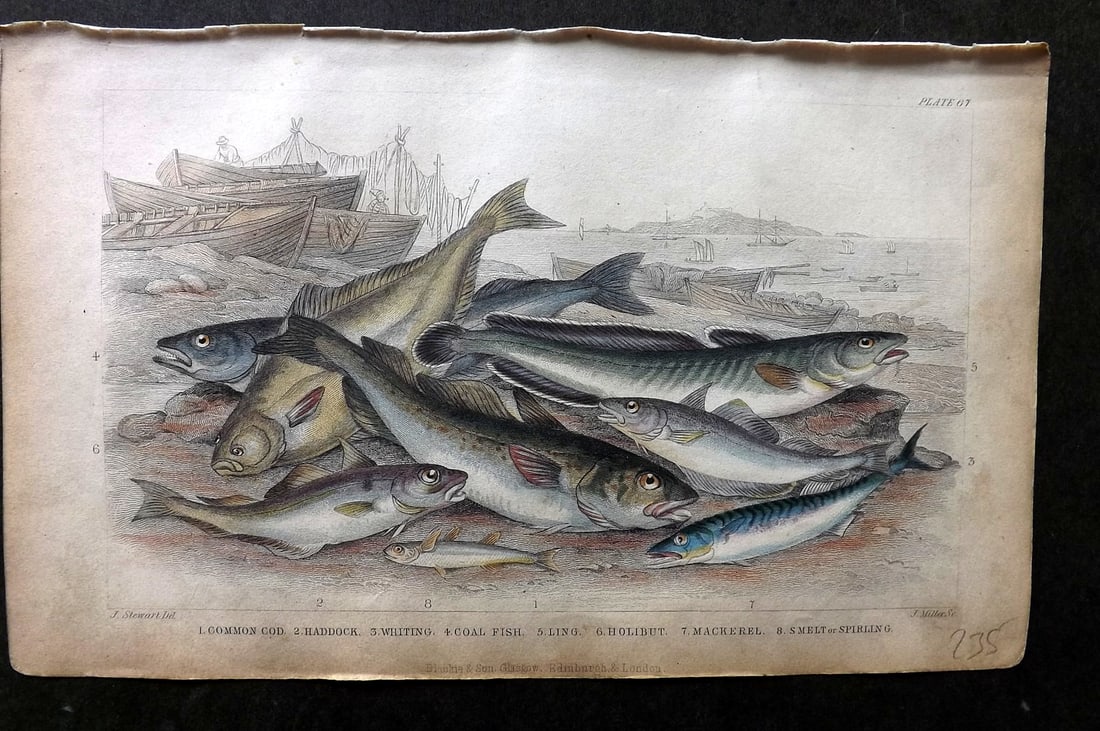 Goldsmith, Oliver C1860 Hand Col Print. Cod, Haddock, Whiting Coal Fish, Ling Mackerel 67: Hand Colored Steel Engraving Published C1860 by Blackie & Son, London for "A History of the Earth and Animated Nature" by Oliver Goldsmith. Paper Size: 9.5 x 6 inch (24 x 16cm) Some toning present,