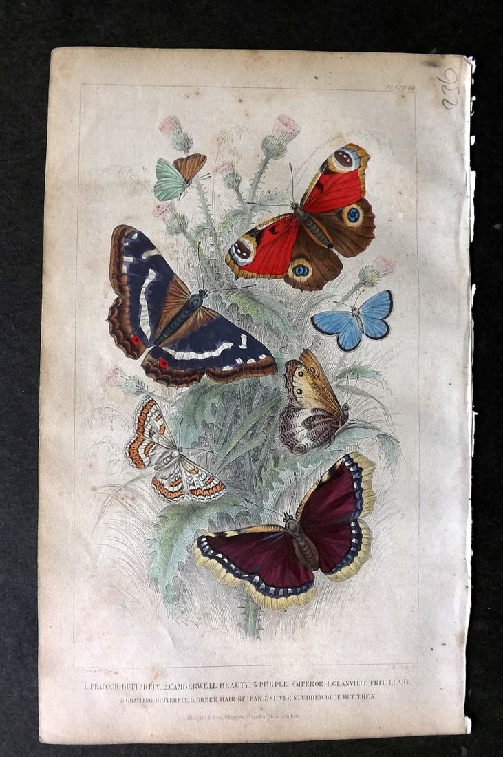 Goldsmith, Oliver C1860 Hand Col Print. Peacock Butterfly, Camberwell Beauty, Purple Emperor 69: Hand Colored Steel Engraving Published C1860 by Blackie & Son, London for "A History of the Earth and Animated Nature" by Oliver Goldsmith. Paper Size: 9.5 x 6 inch (24 x 16cm) Some toning present,