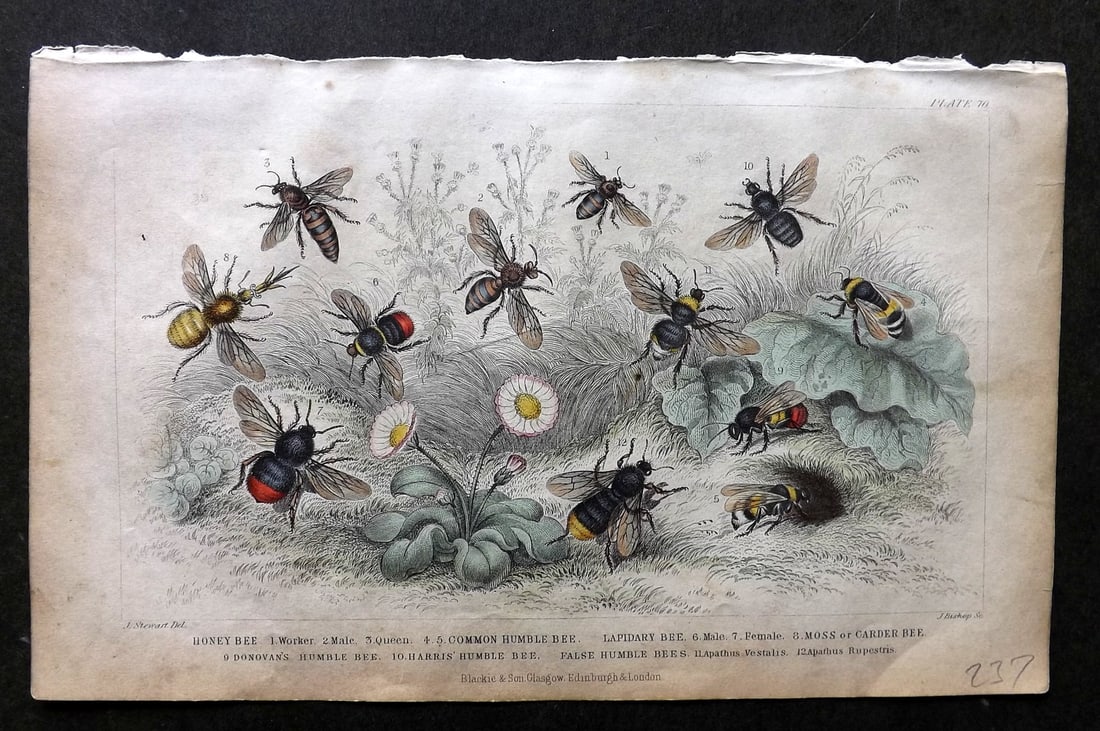 Goldsmith, Oliver C1860 Hand Col Print. Bees 70: Hand Colored Steel Engraving Published C1860 by Blackie & Son, London for "A History of the Earth and Animated Nature" by Oliver Goldsmith. Paper Size: 9.5 x 6 inch (24 x 16cm) Some toning present, ot