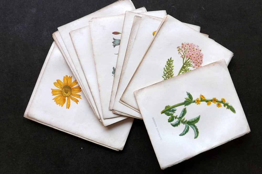Pratt, Anne C1855 Lot of 16 Antique Botanical Prints: Colour Printed Woodblock Published C1855, London for "Wild Flowers" by Anne Pratt. Paper Size: 5.5 x 4 inch (14 x 11cm) Minor background toning, otherwise Good Condition