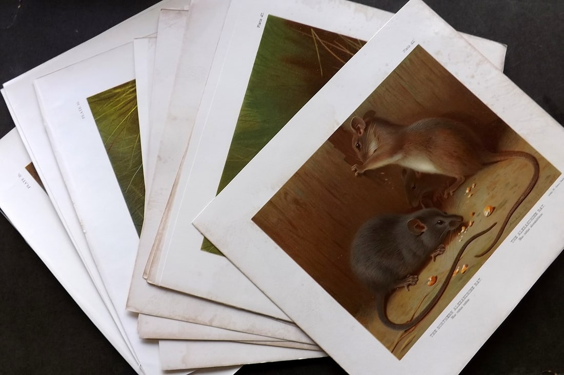 Millais, John 1904 Lot of 18 Rare Folio Prints. Rodents (1 of 10)
