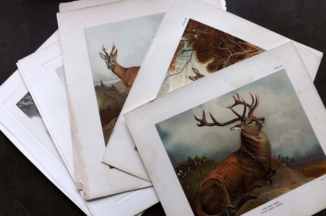 Millais, John 1904 Lot of 11 Rare Folio Prints. Deer (1 of 7)